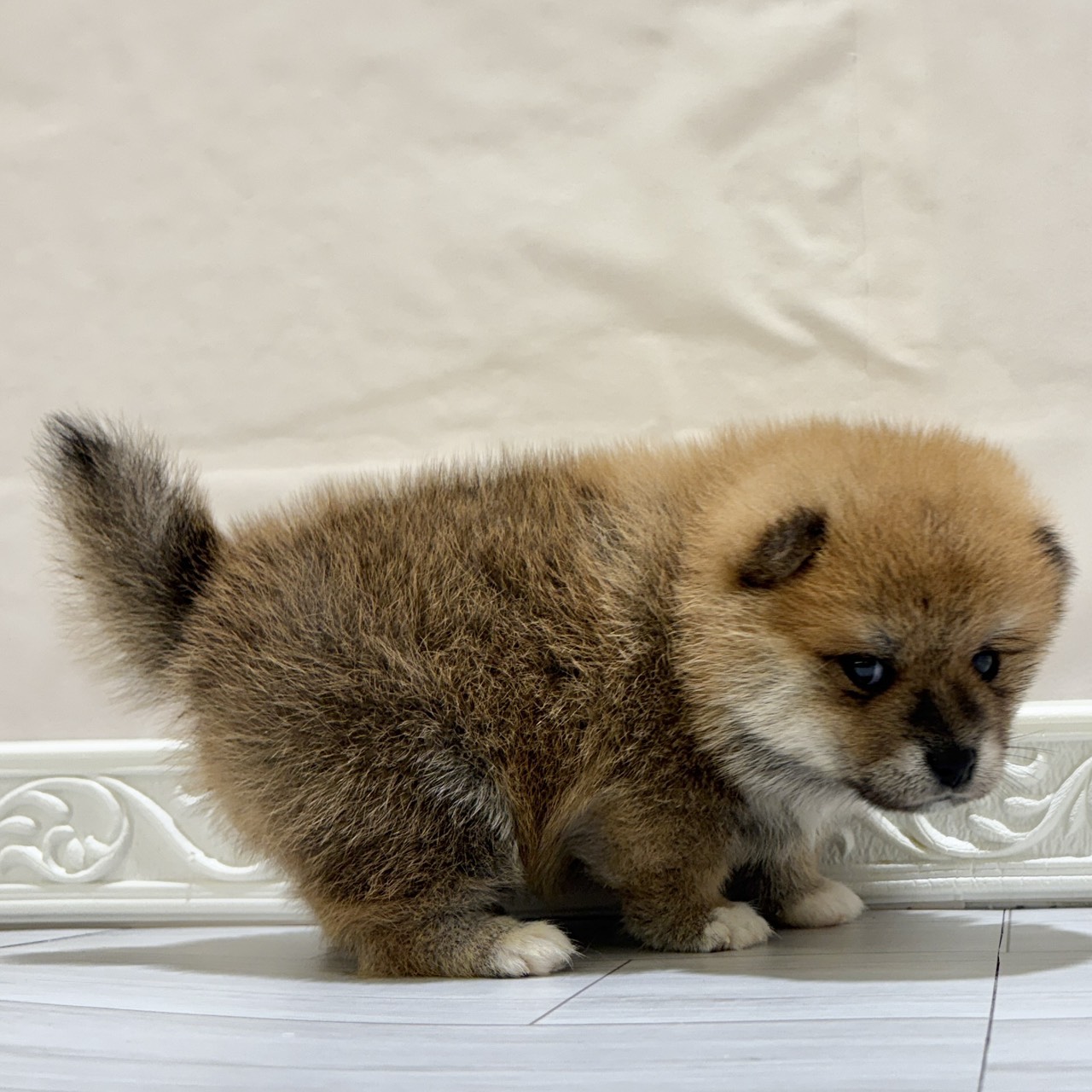 愛知県のポメ柴/豆ポメ/ポメ豆柴(ポメラニアン×柴犬) (犬の家＆猫の里春日井本店/2025年10月25日生まれ/男の子/赤)の子犬の4枚目の画像