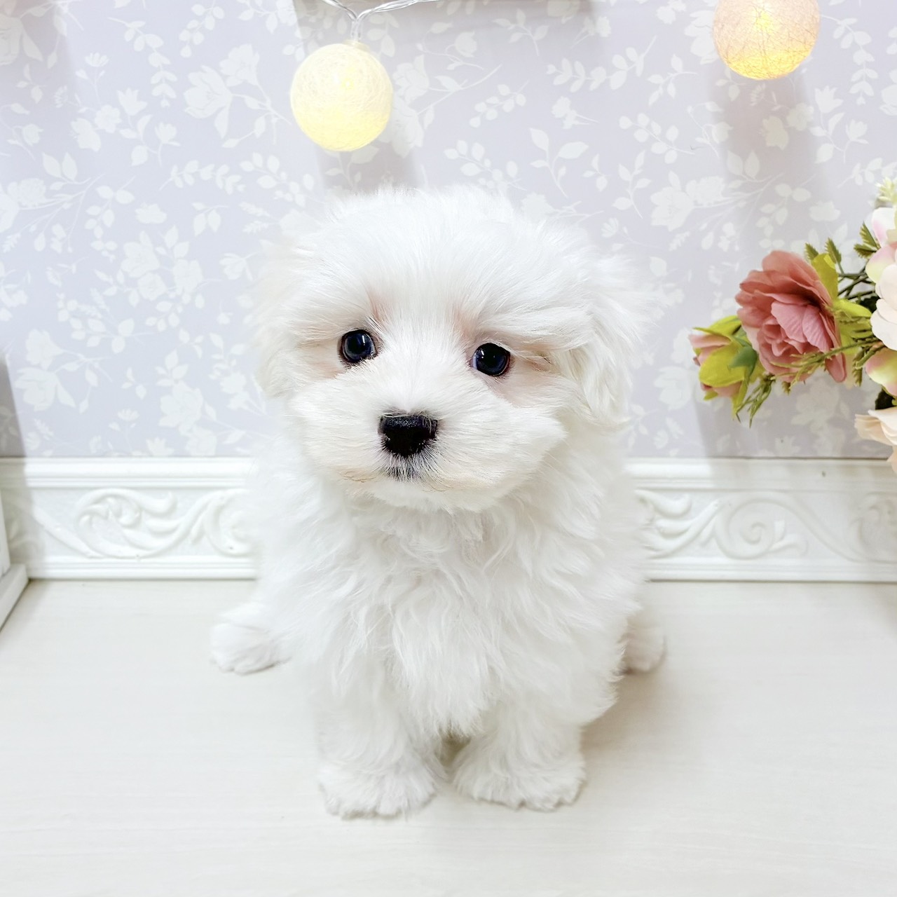 富山県のマルチーズ (犬の家＆猫の里アミーゴ山室店/2026年7月31日生まれ/男の子/ホワイト)の子犬の4枚目の画像
