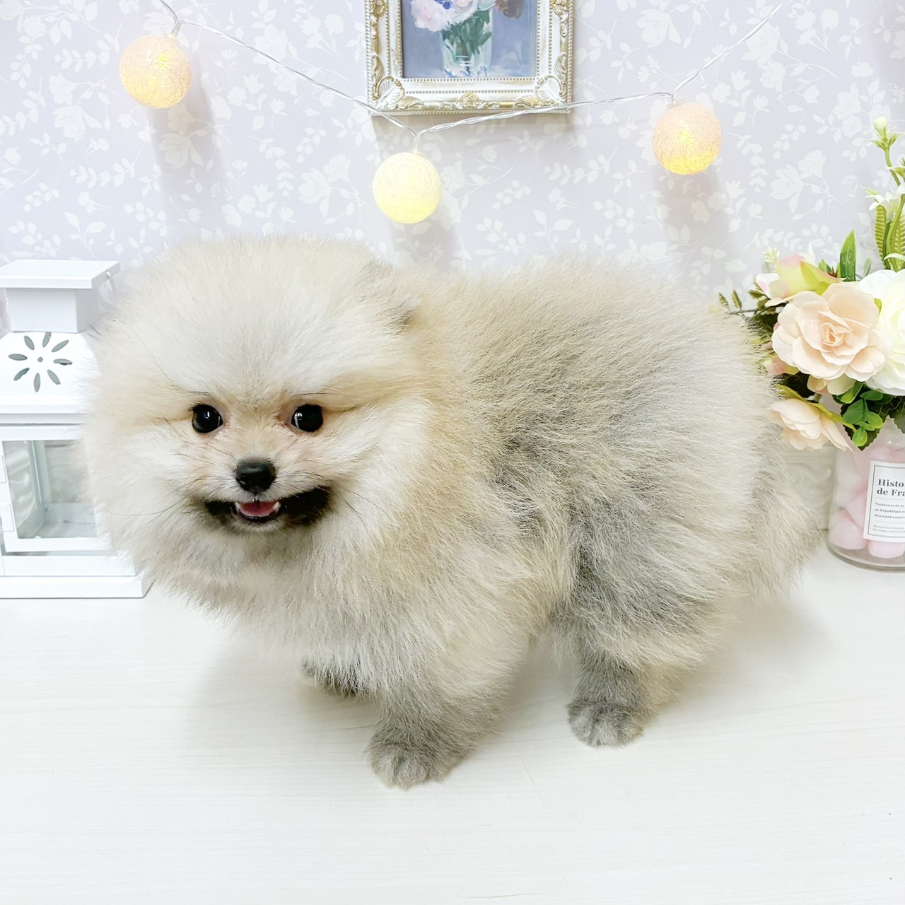 富山県のポメラニアン (犬の家＆猫の里アミーゴ山室店/2026年8月2日生まれ/男の子/クリームセーブル)の子犬の4枚目の画像