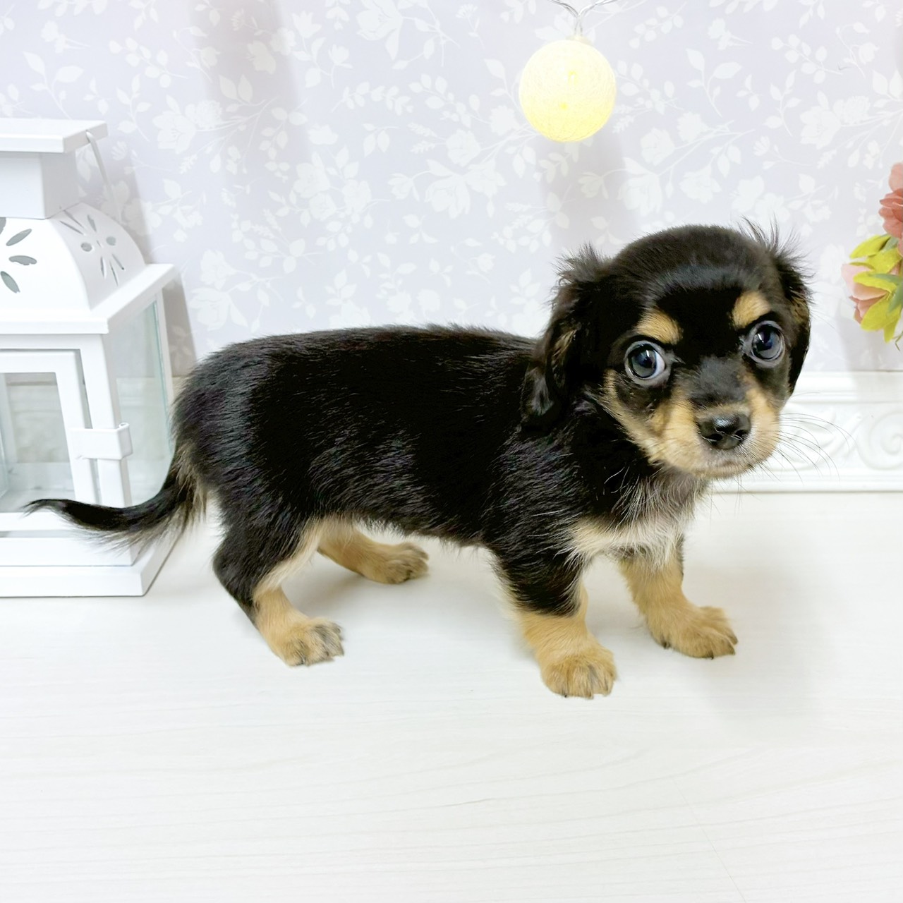 富山県のチワックス(チワワ×ダックス) (犬の家＆猫の里アミーゴ山室店/2026年8月3日生まれ/女の子/ブラックタン)の子犬の4枚目の画像
