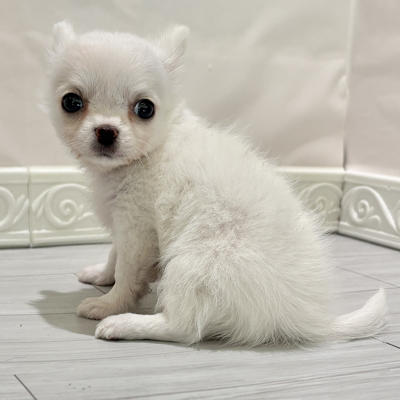 愛知県のチワワ(ロング) (犬の家＆猫の里春日井本店/2025年10月28日生まれ/女の子/クリーム)の子犬の4枚目の画像