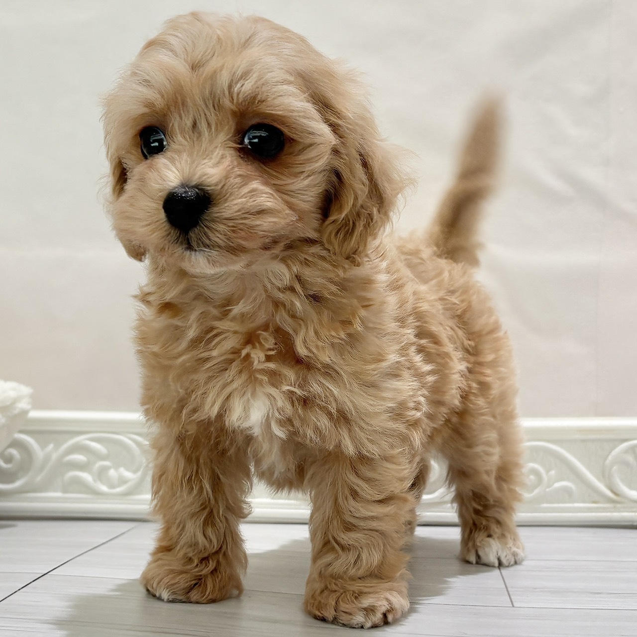 愛知県のマルプー(マルチーズ×プードル) (犬の家＆猫の里春日井本店/2025年10月27日生まれ/男の子/アプリコットホワイト)の子犬の4枚目の画像