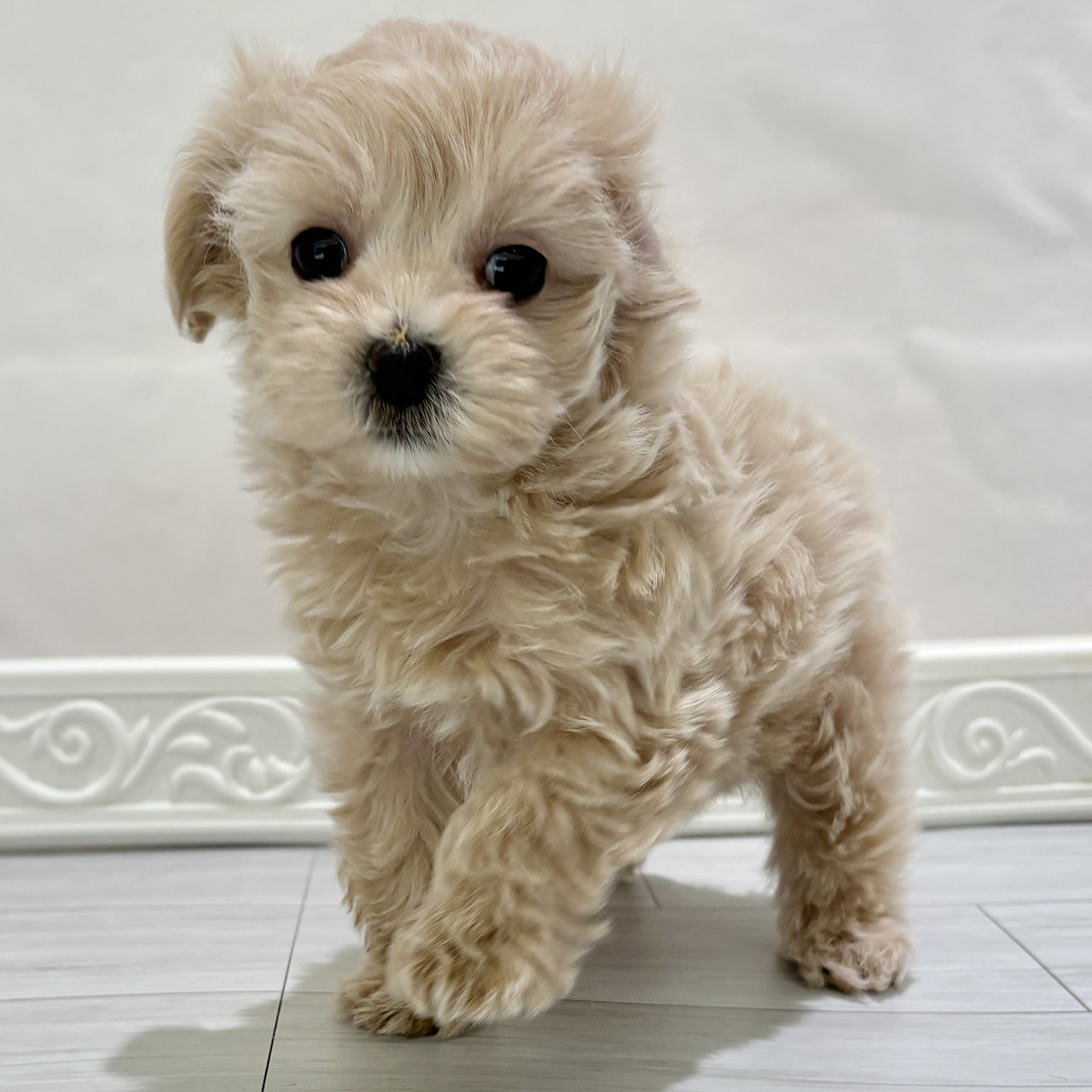 愛知県のマルプー(マルチーズ×プードル) (犬の家＆猫の里春日井本店/2025年10月29日生まれ/女の子/アプリコット)の子犬の4枚目の画像