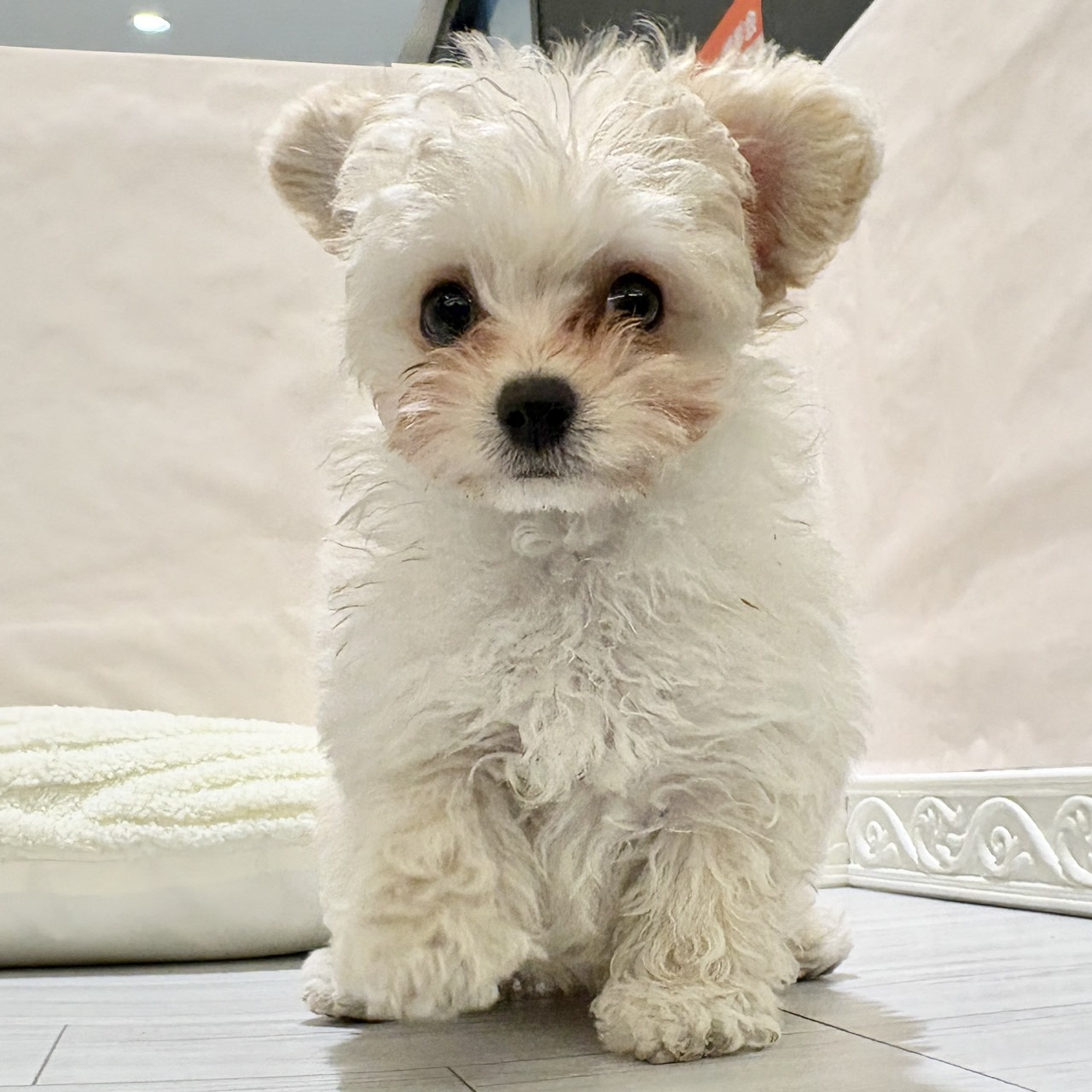 愛知県のチワプー/プーチー(チワワ×プードル) (犬の家＆猫の里春日井本店/2025年10月28日生まれ/女の子/クリームホワイト)の子犬の4枚目の画像
