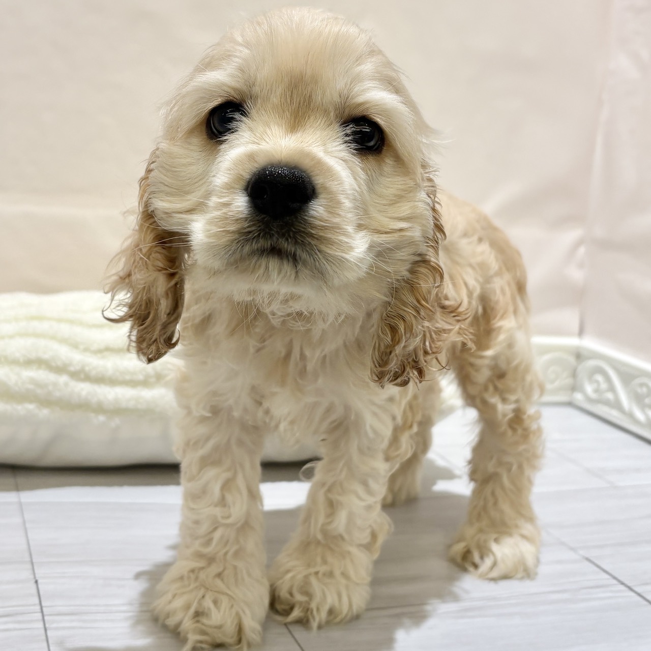 愛知県のアメリカンコッカースパニエル (犬の家＆猫の里春日井本店/2025年11月1日生まれ/女の子/バフ)の子犬の4枚目の画像