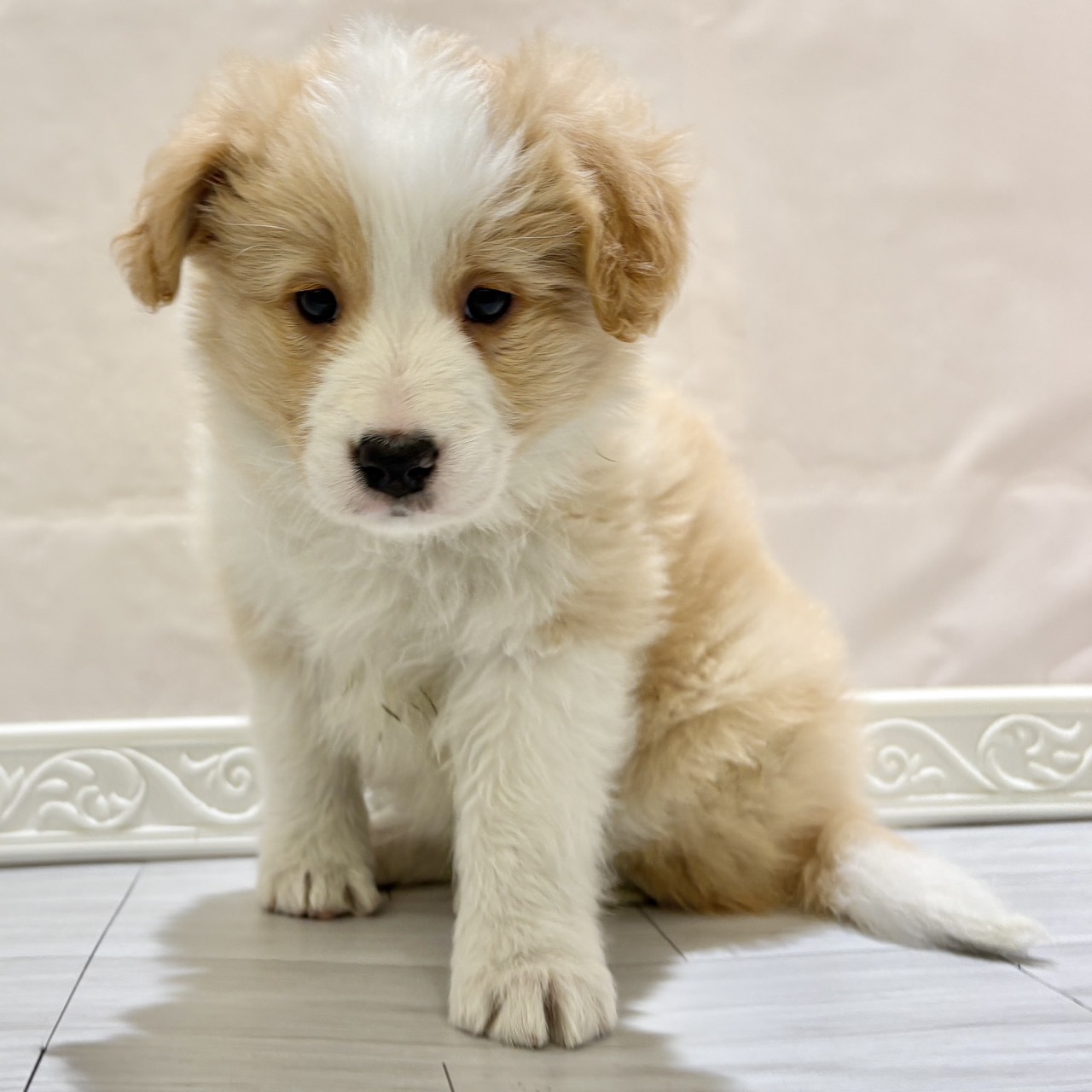 愛知県のボーダーコリー (犬の家＆猫の里春日井本店/2025年11月3日生まれ/女の子/クリームホワイト)の子犬の4枚目の画像