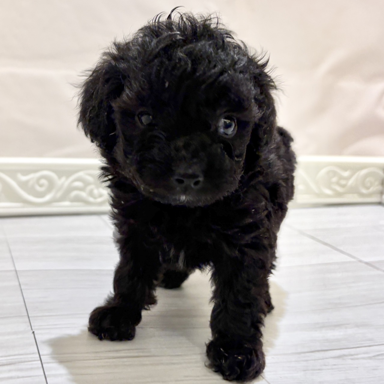 愛知県のマルプー(マルチーズ×プードル) (犬の家＆猫の里春日井本店/2025年11月3日生まれ/女の子/シルバー)の子犬の4枚目の画像