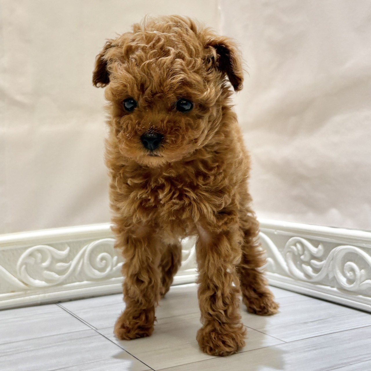 愛知県のトイプードル(トイ) (犬の家＆猫の里春日井本店/2025年11月2日生まれ/女の子/レッドフォーン)の子犬の4枚目の画像