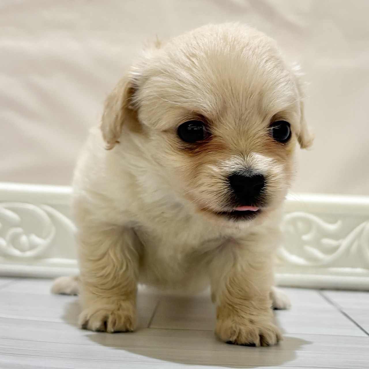 愛知県のチワックス(チワワ×ダックス) (犬の家＆猫の里春日井本店/2025年11月3日生まれ/女の子/クリーム)の子犬の4枚目の画像