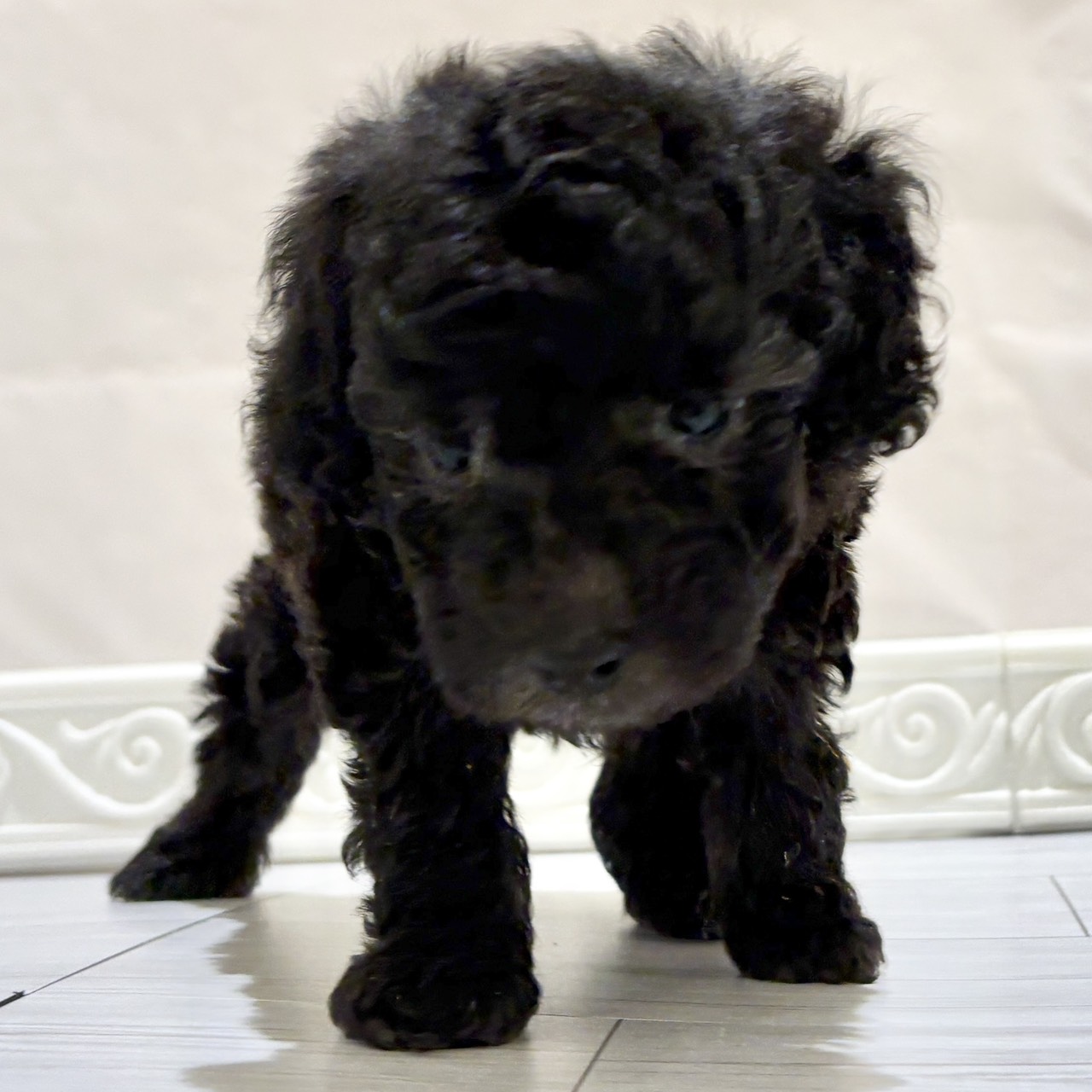 愛知県のトイプードル(トイ) (犬の家＆猫の里春日井本店/2025年11月2日生まれ/男の子/シルバー)の子犬の4枚目の画像