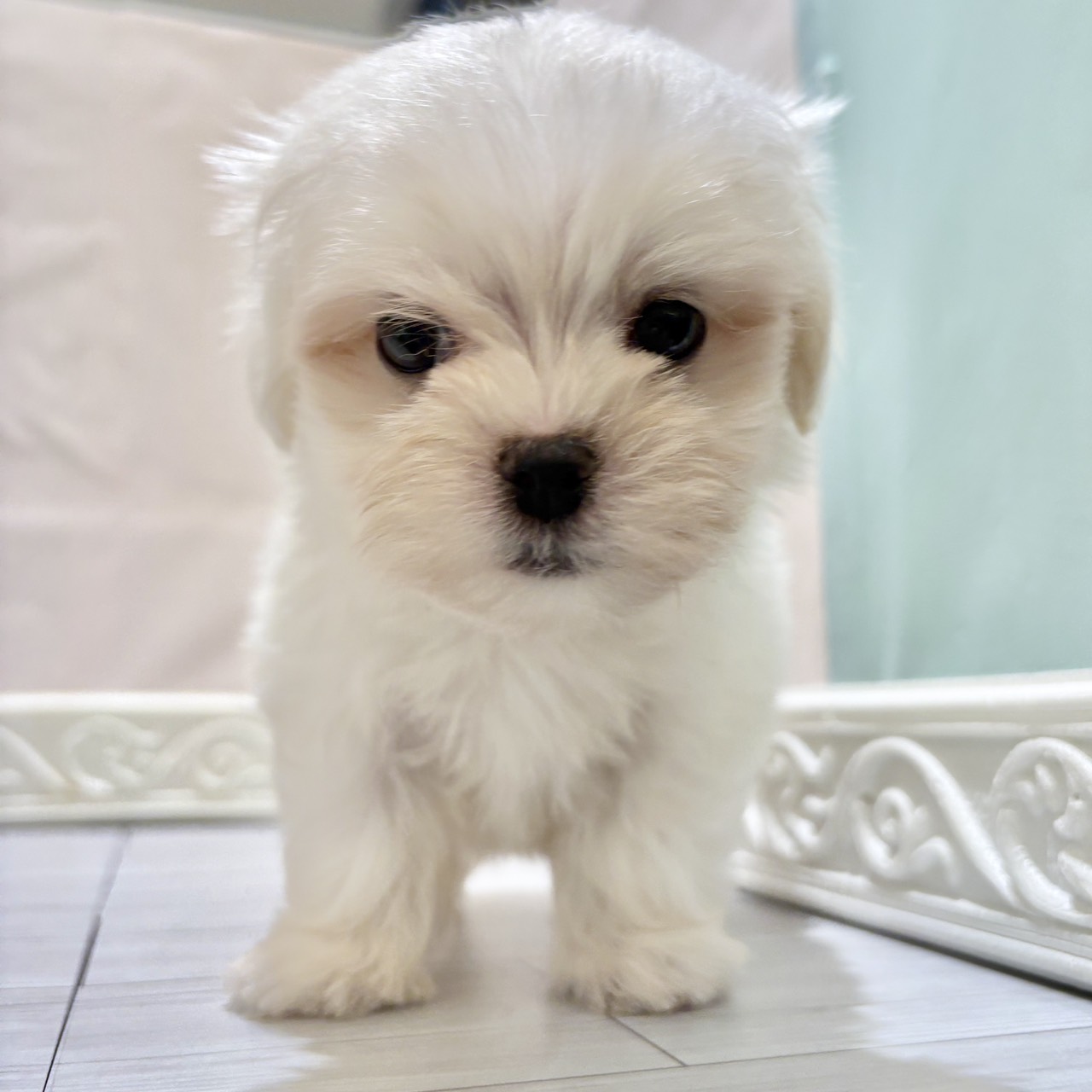 愛知県のマルチーズ (犬の家＆猫の里春日井本店/2025年11月2日生まれ/男の子/ホワイト)の子犬の4枚目の画像
