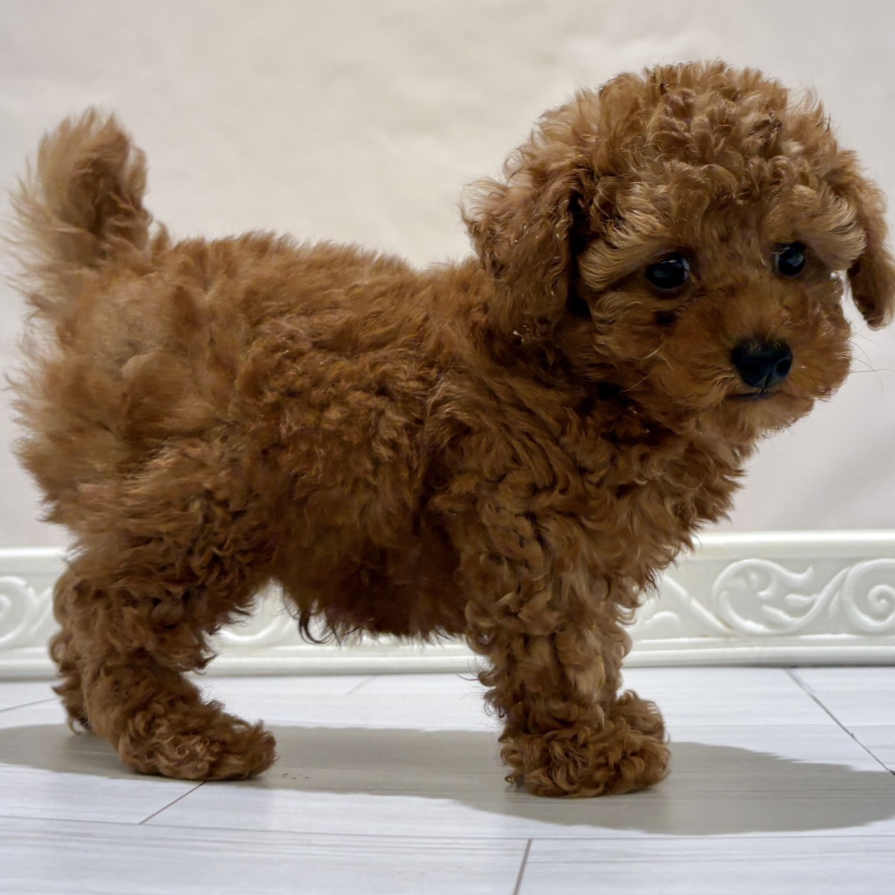 愛知県のトイプードル(トイ) (犬の家＆猫の里春日井本店/2025年11月1日生まれ/男の子/レッド)の子犬の4枚目の画像