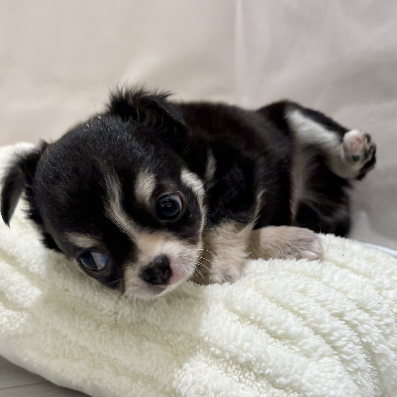 愛知県のチワワ(ロング) (犬の家＆猫の里春日井本店/2025年11月2日生まれ/男の子/ブラックタンホワイト)の子犬の4枚目の画像