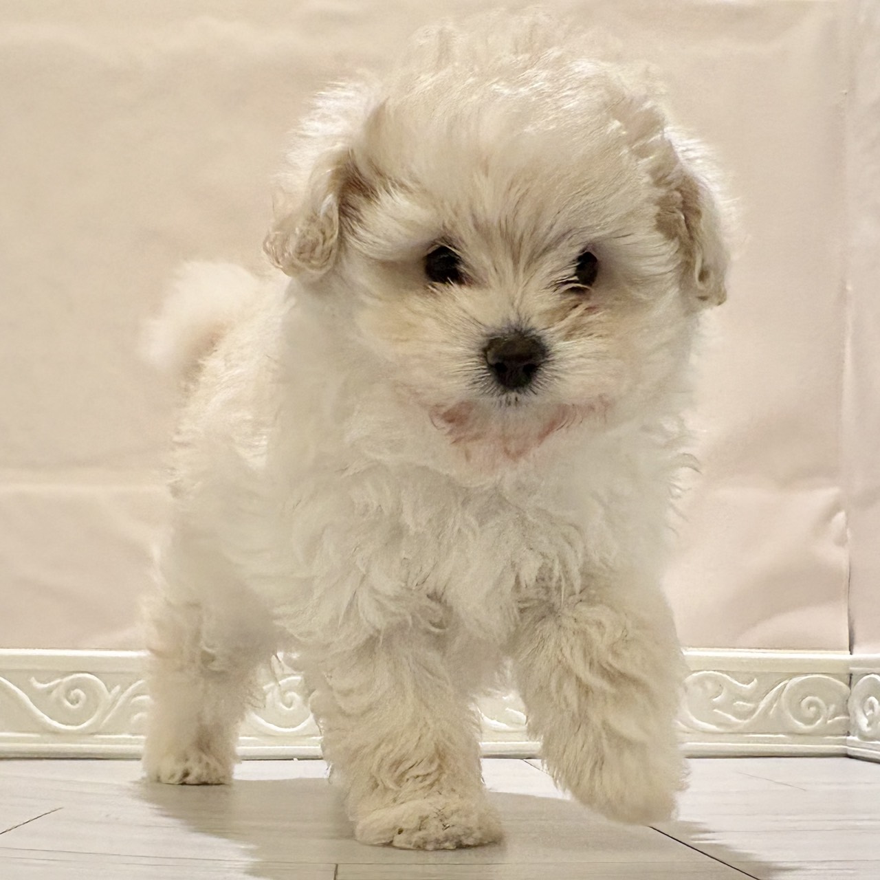 愛知県のポメプー(ポメラニアン×プードル) (犬の家＆猫の里春日井本店/2025年11月3日生まれ/女の子/クリーム)の子犬の4枚目の画像
