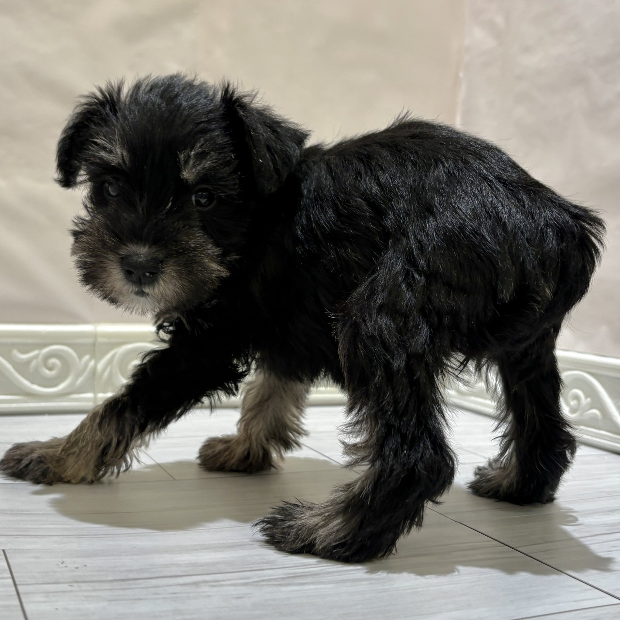 愛知県のミニチュアシュナウザー (犬の家＆猫の里春日井本店/2025年11月2日生まれ/女の子/ブラックシルバー)の子犬の4枚目の画像