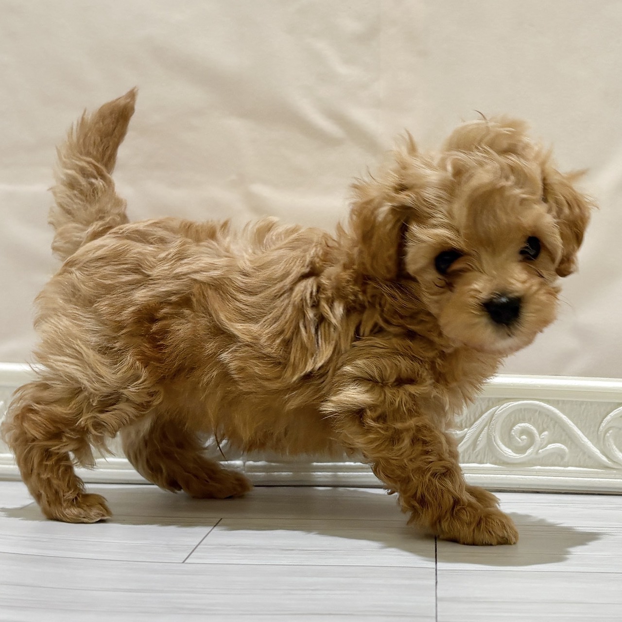 愛知県のマルプー(マルチーズ×プードル) (犬の家＆猫の里春日井本店/2025年11月2日生まれ/男の子/アプリコット)の子犬の4枚目の画像