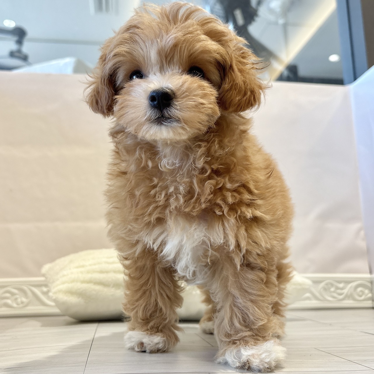 愛知県のマルプー(マルチーズ×プードル) (犬の家＆猫の里春日井本店/2025年11月5日生まれ/女の子/アプリコット)の子犬の4枚目の画像