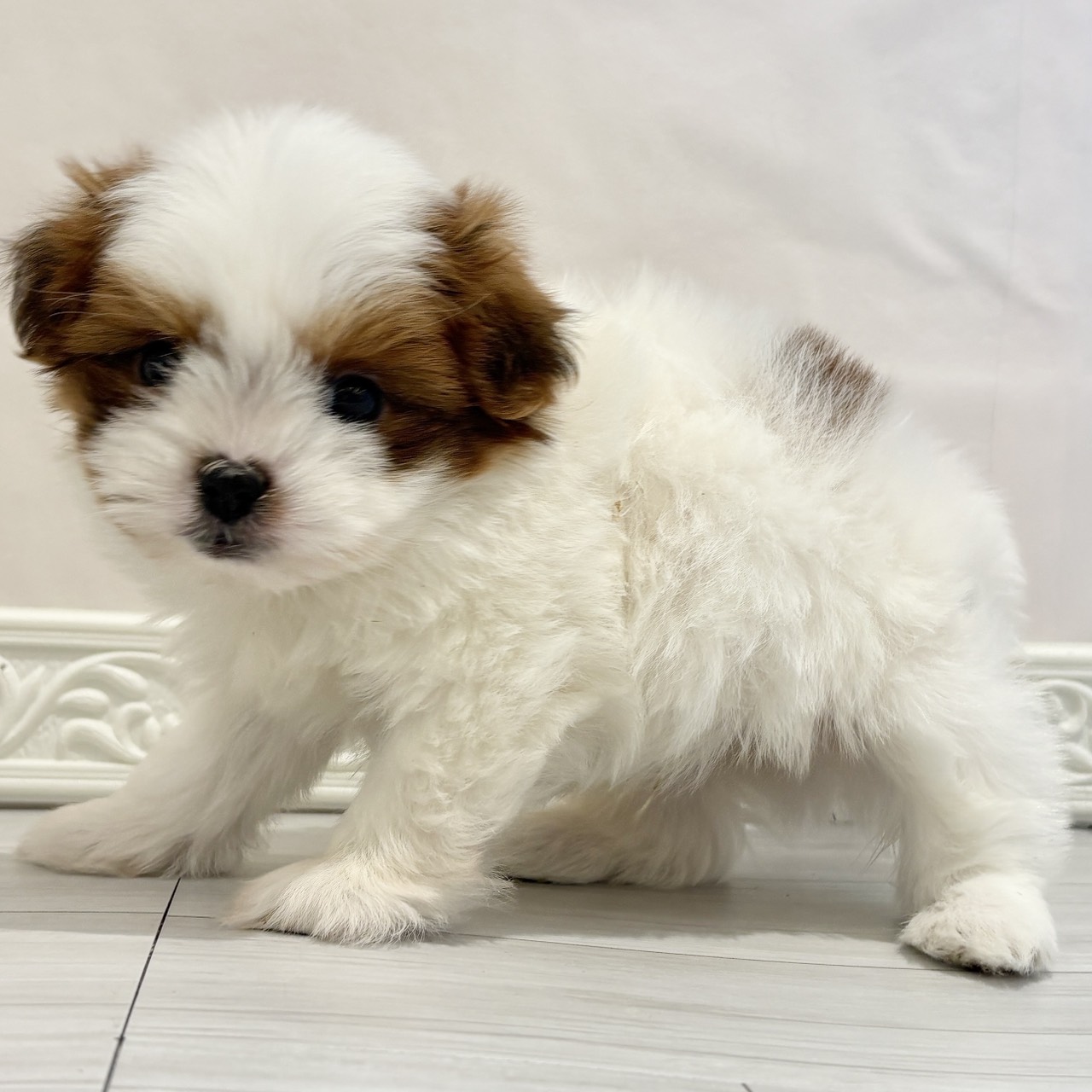 愛知県のポメズー/ポメシーズ(ポメラニアン×シーズー) (犬の家＆猫の里春日井本店/2025年11月9日生まれ/男の子/ホワイトゴールド)の子犬の4枚目の画像