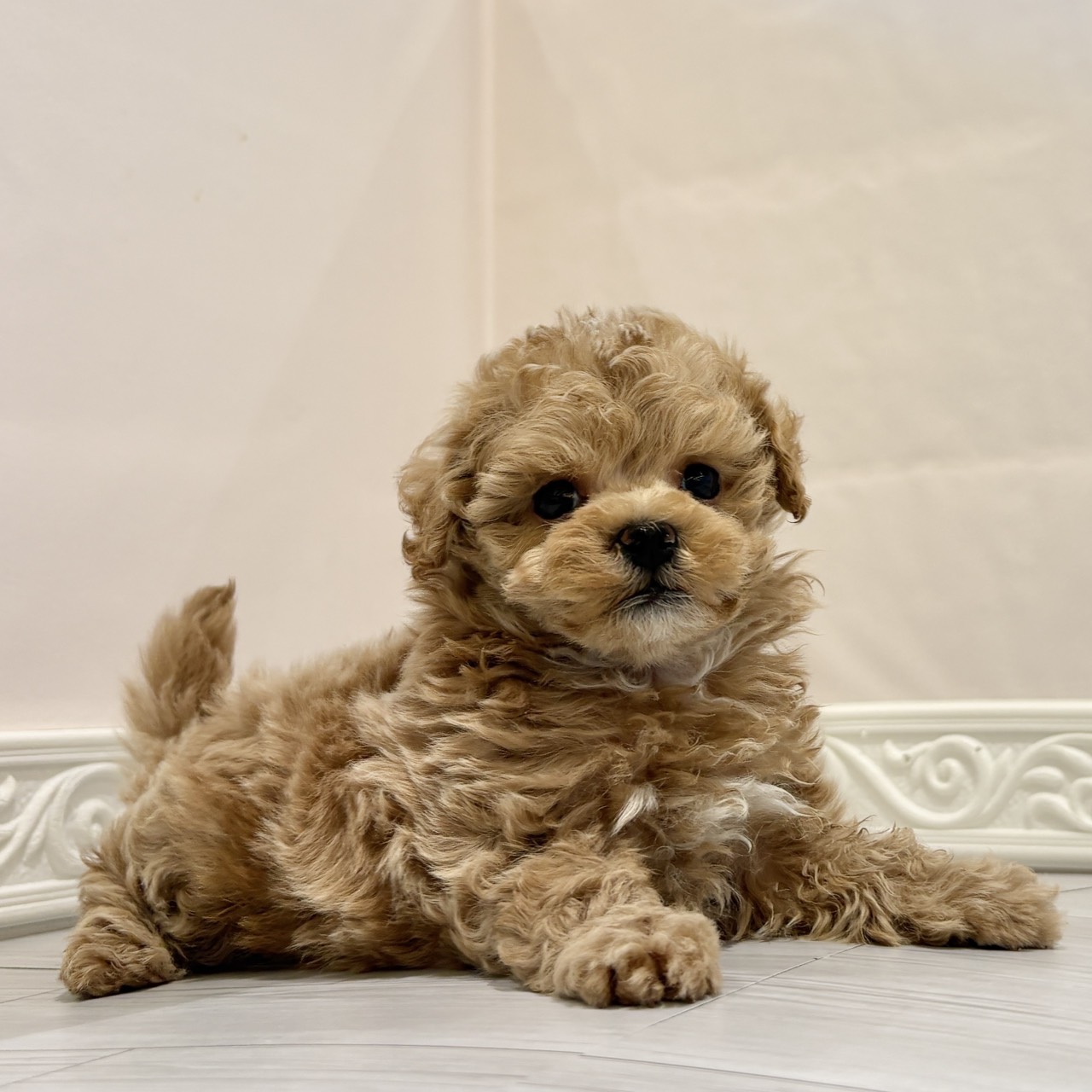 愛知県のマルプー(マルチーズ×プードル) (犬の家＆猫の里春日井本店/2025年11月12日生まれ/男の子/アプリコット)の子犬の4枚目の画像