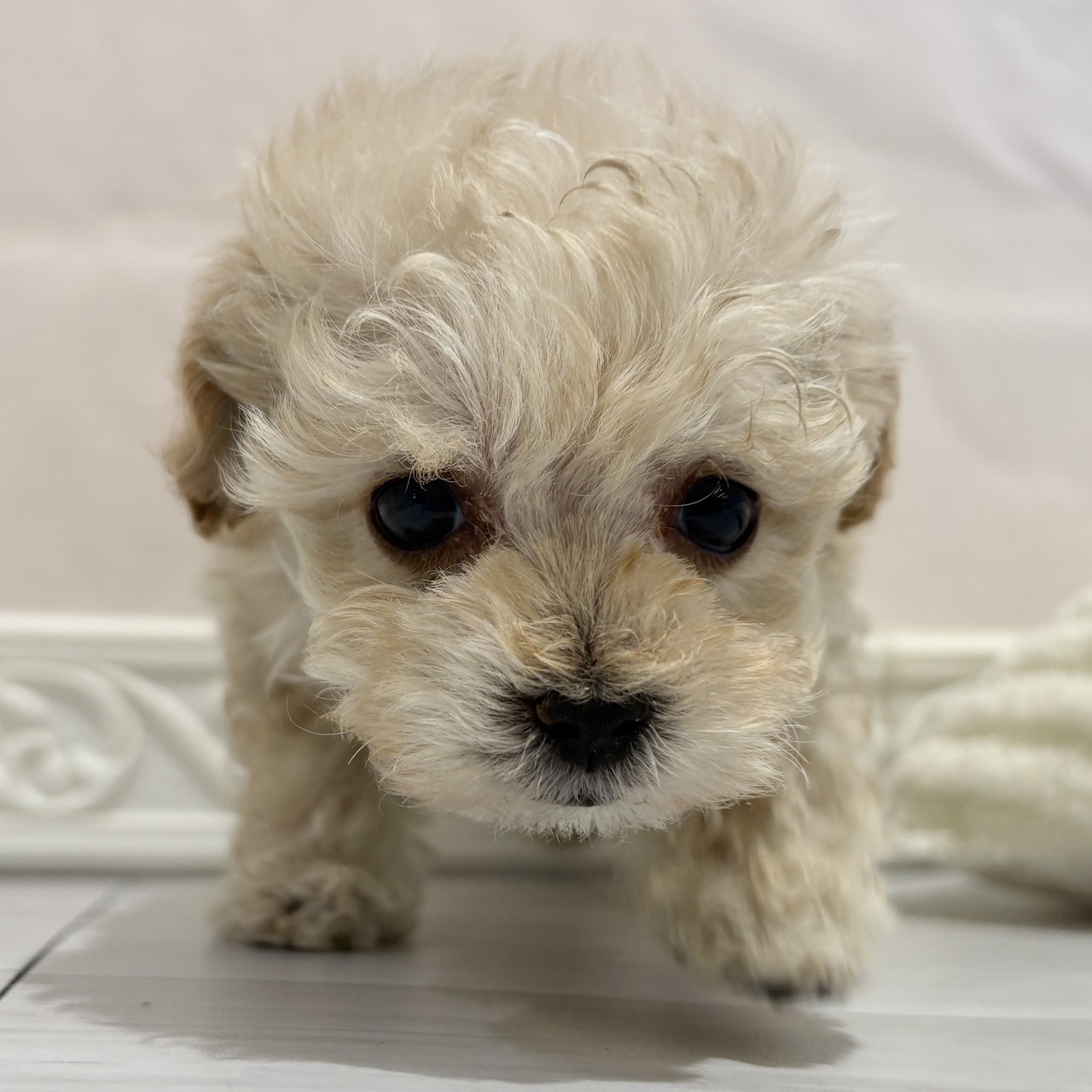 愛知県のマルプー(マルチーズ×プードル) (犬の家＆猫の里春日井本店/2025年11月12日生まれ/女の子/アプリコット)の子犬の4枚目の画像