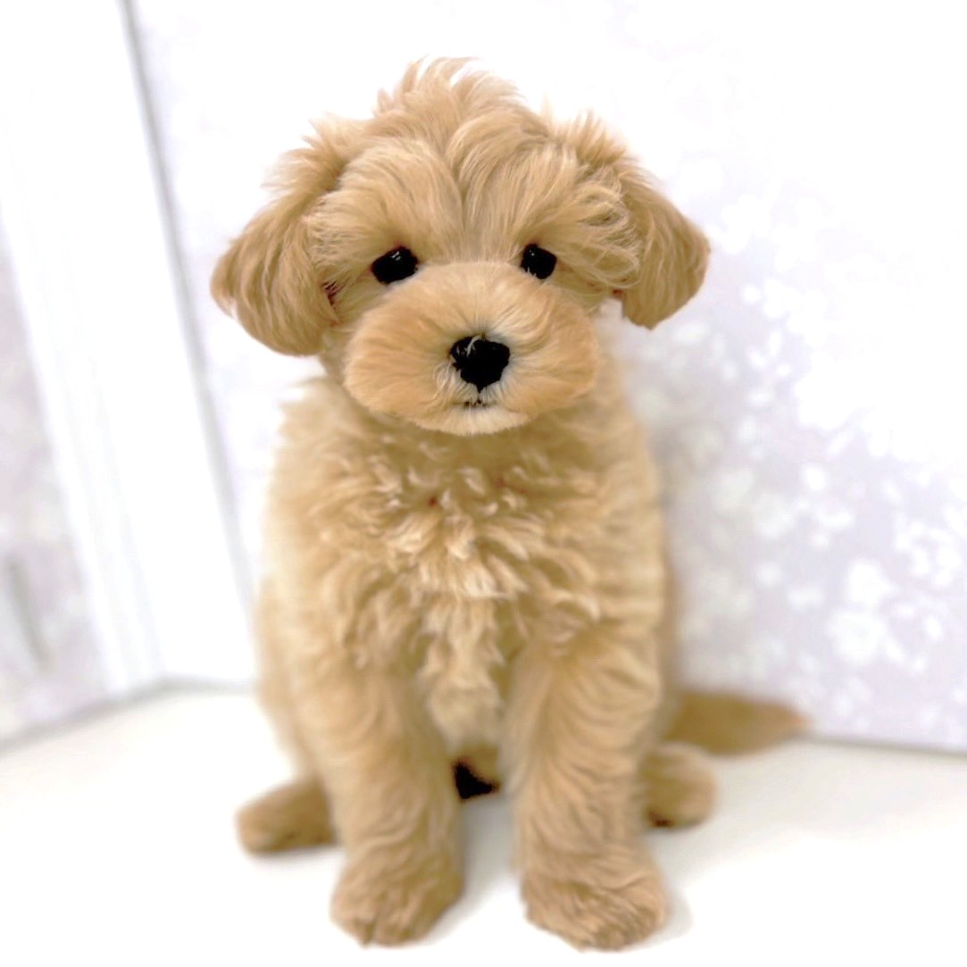 富山県のマルプー(マルチーズ×プードル) (犬の家＆猫の里アミーゴ高岡蓮花寺店/2025年5月22日生まれ/女の子/アプリコット)の子犬の4枚目の画像