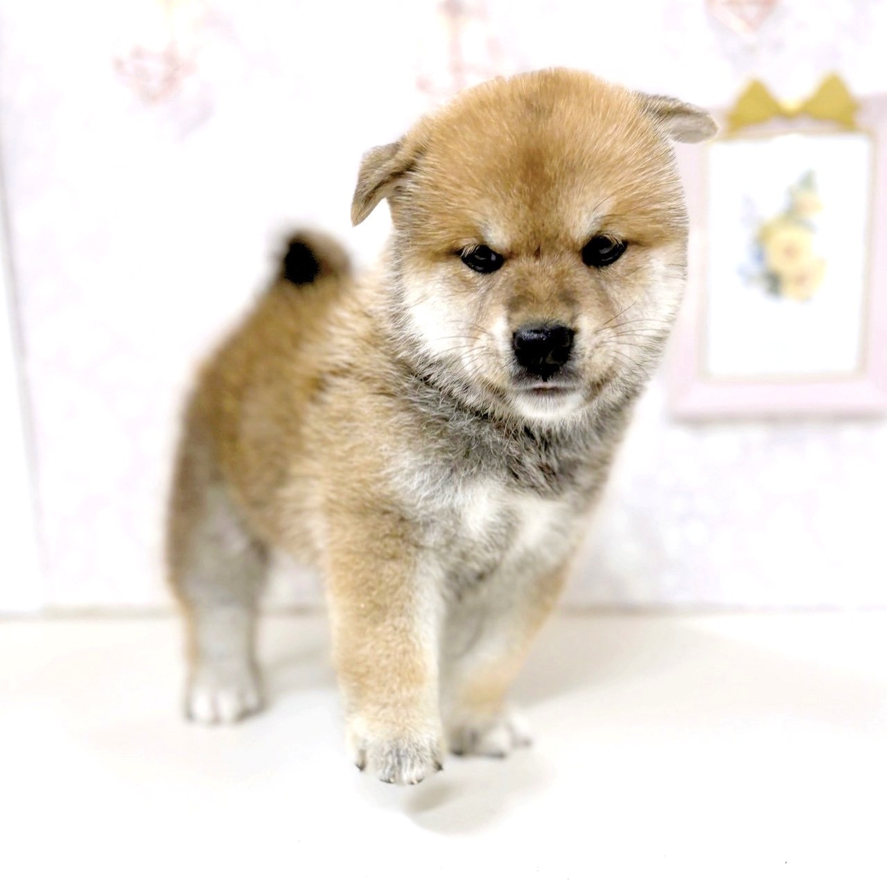 富山県の柴犬(標準サイズ) (犬の家＆猫の里アミーゴ高岡蓮花寺店/2025年7月28日生まれ/男の子/赤)の子犬の4枚目の画像