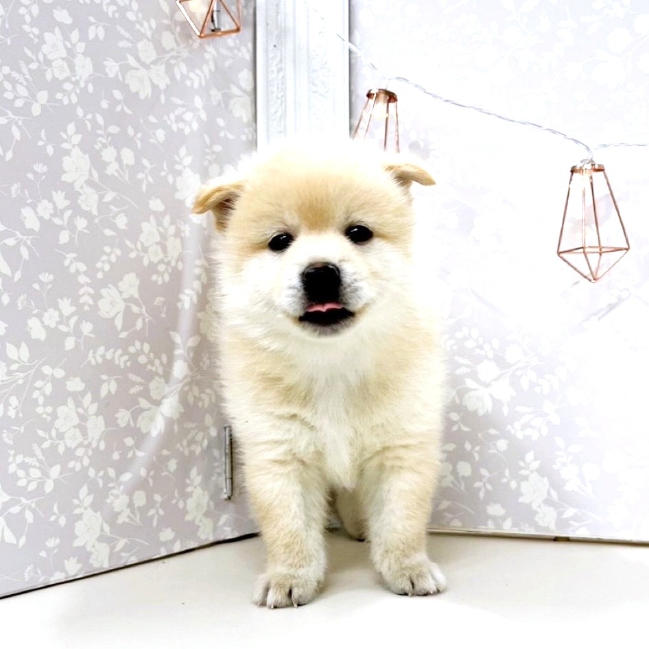 富山県のポメ柴/豆ポメ/ポメ豆柴(ポメラニアン×柴犬) (犬の家＆猫の里アミーゴ高岡蓮花寺店/2025年8月16日生まれ/男の子/クリーム)の子犬の4枚目の画像
