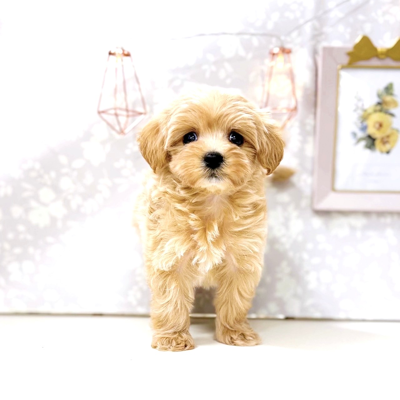 富山県のマルプー(マルチーズ×プードル) (犬の家＆猫の里アミーゴ高岡蓮花寺店/2025年8月17日生まれ/男の子/クリーム)の子犬の4枚目の画像