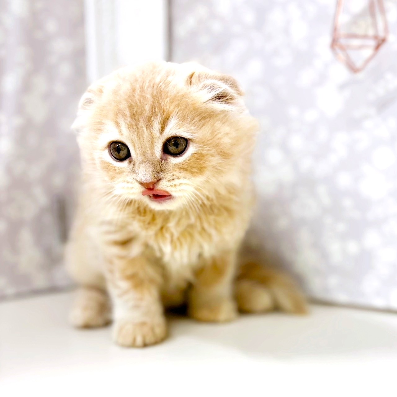 富山県のスコティッシュフォールド (犬の家＆猫の里アミーゴ高岡蓮花寺店/2025年8月14日生まれ/男の子/クリーム)の子猫の4枚目の画像
