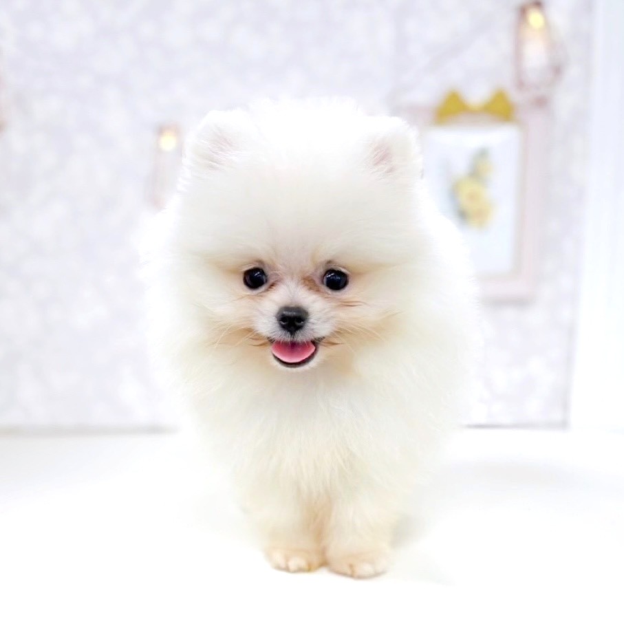 富山県のポメラニアン (犬の家＆猫の里アミーゴ高岡蓮花寺店/2025年8月14日生まれ/男の子/クリーム)の子犬の4枚目の画像