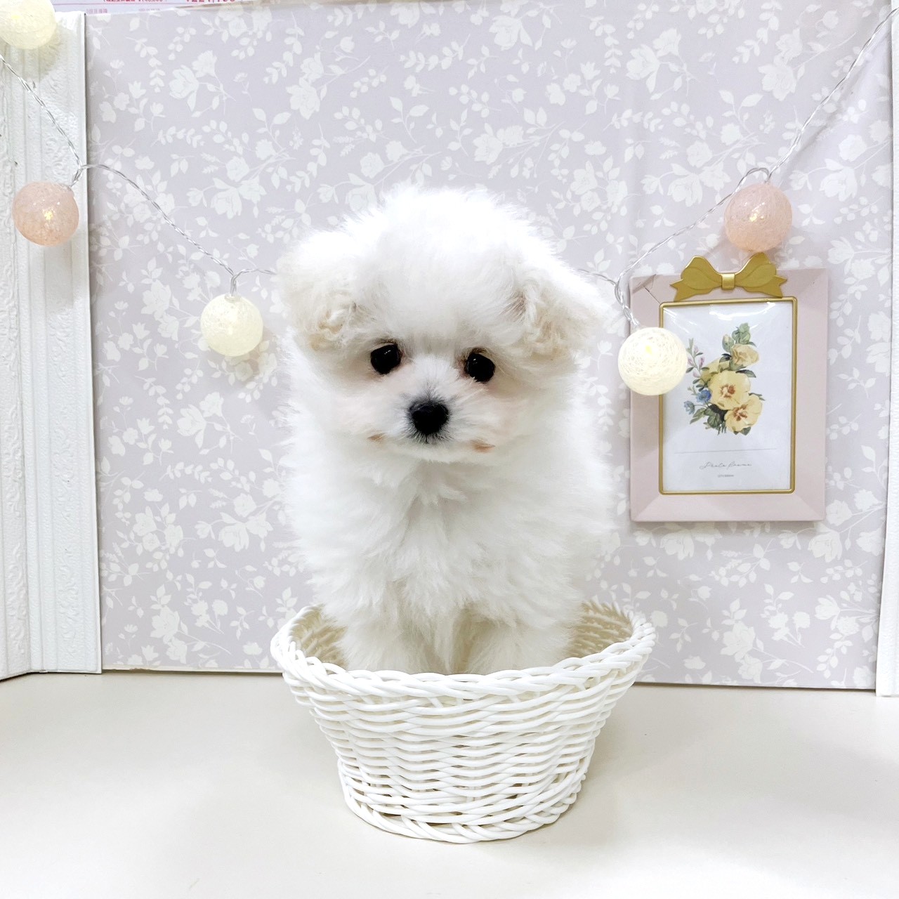 富山県のポメプー(ポメラニアン×プードル) (犬の家＆猫の里アミーゴ高岡蓮花寺店/2025年10月7日生まれ/男の子/クリーム)の子犬の4枚目の画像