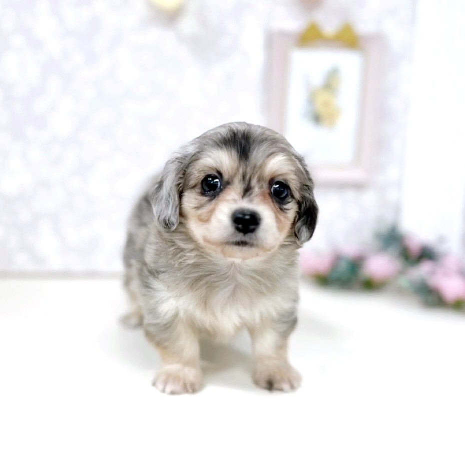 富山県のチワックス(チワワ×ダックス) (犬の家＆猫の里アミーゴ高岡蓮花寺店/2025年10月29日生まれ/男の子/ブルーマール)の子犬