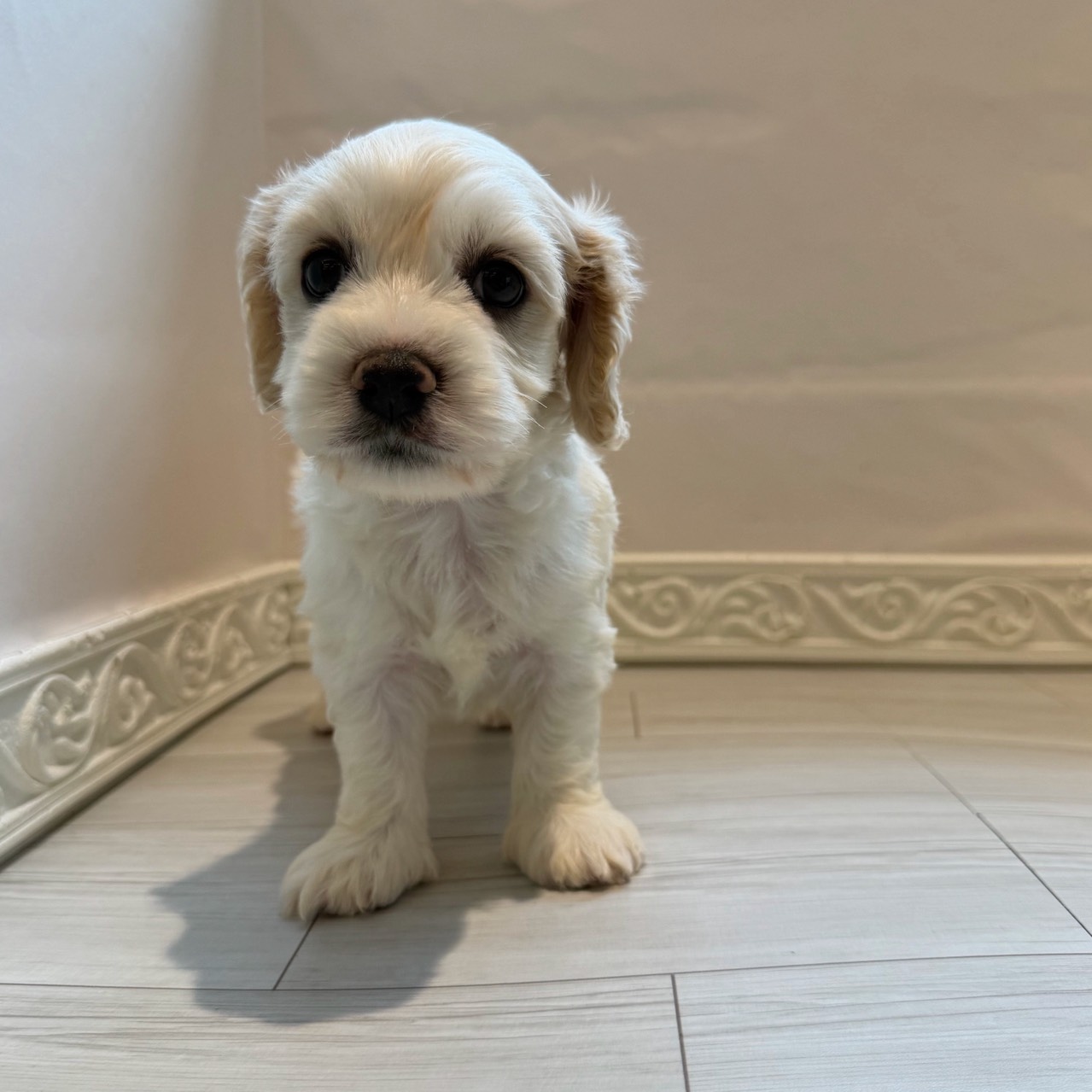 愛知県のハーフ犬・ミックス犬 (犬の家＆猫の里春日井本店/2026年3月28日生まれ/男の子/ホワイトクリーム)の子犬の4枚目の画像