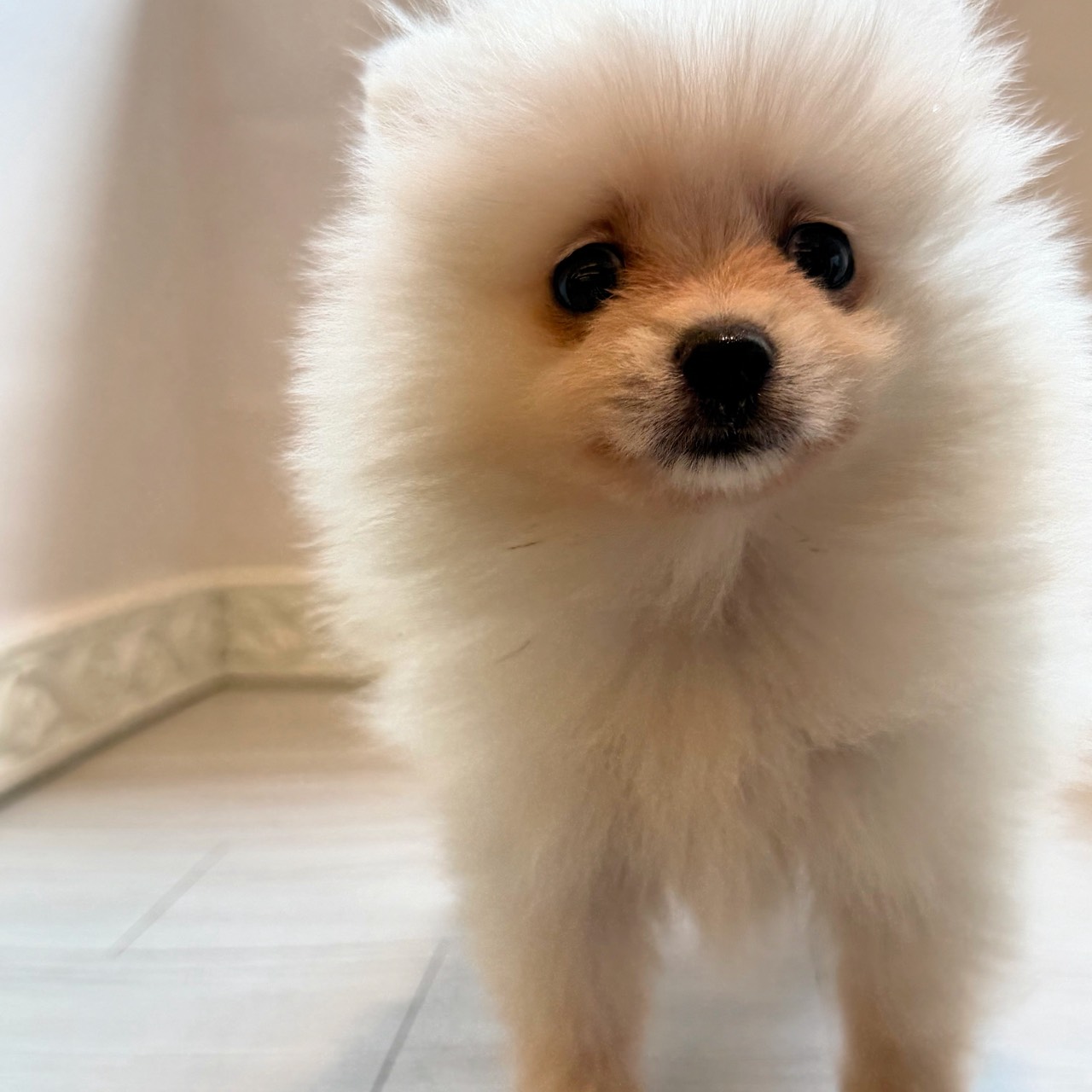 愛知県のポメラニアン (犬の家＆猫の里春日井本店/2026年4月6日生まれ/男の子/クリーム)の子犬の4枚目の画像