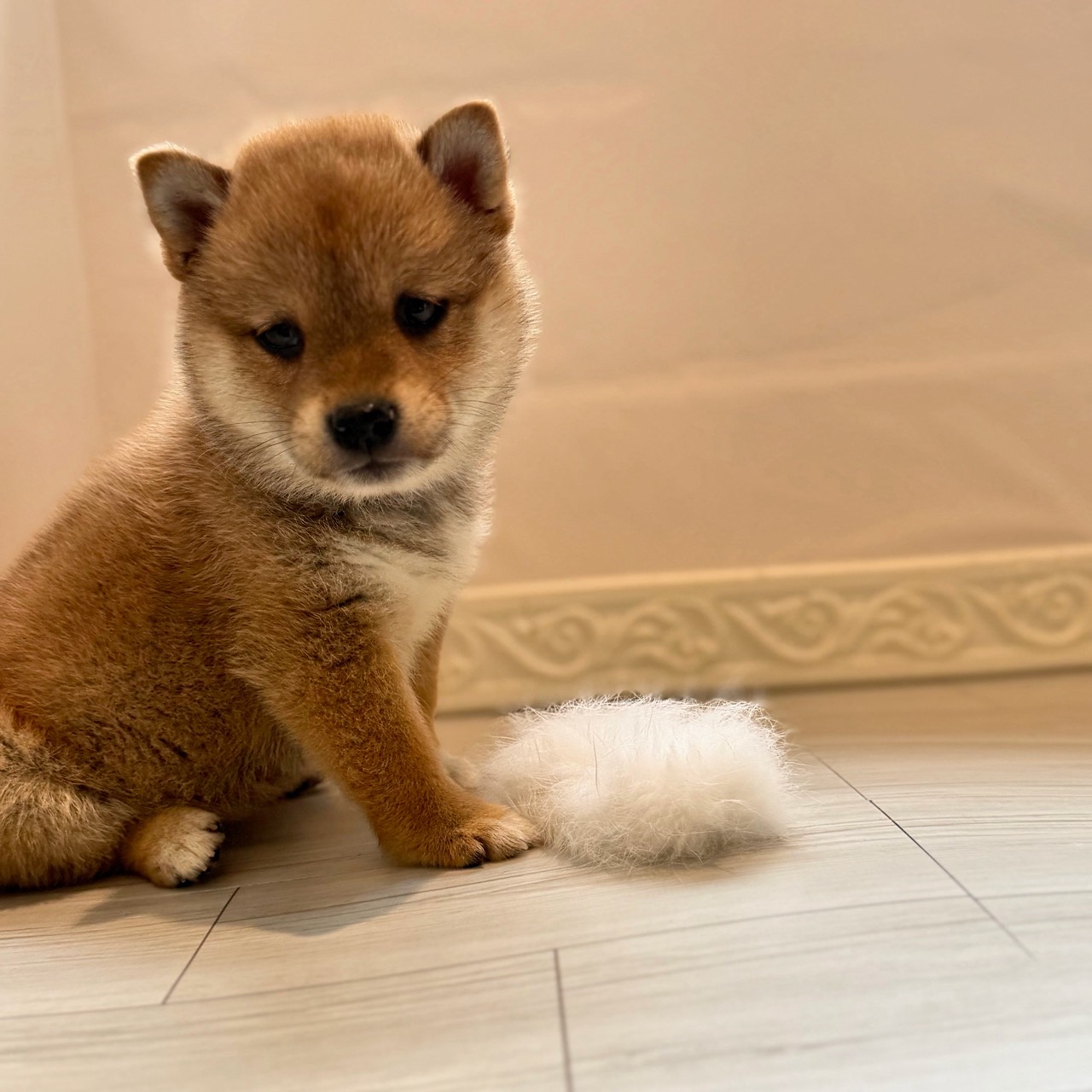 愛知県の柴犬(標準サイズ) (犬の家＆猫の里春日井本店/2026年4月6日生まれ/女の子/赤)の子犬の4枚目の画像