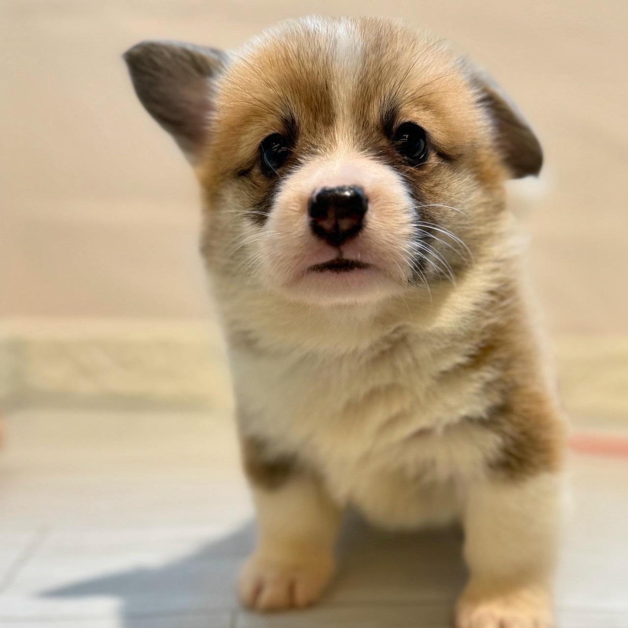 愛知県のウェルシュコーギーペンブローク (犬の家＆猫の里春日井本店/2026年4月6日生まれ/男の子/レッドホワイト)の子犬の4枚目の画像