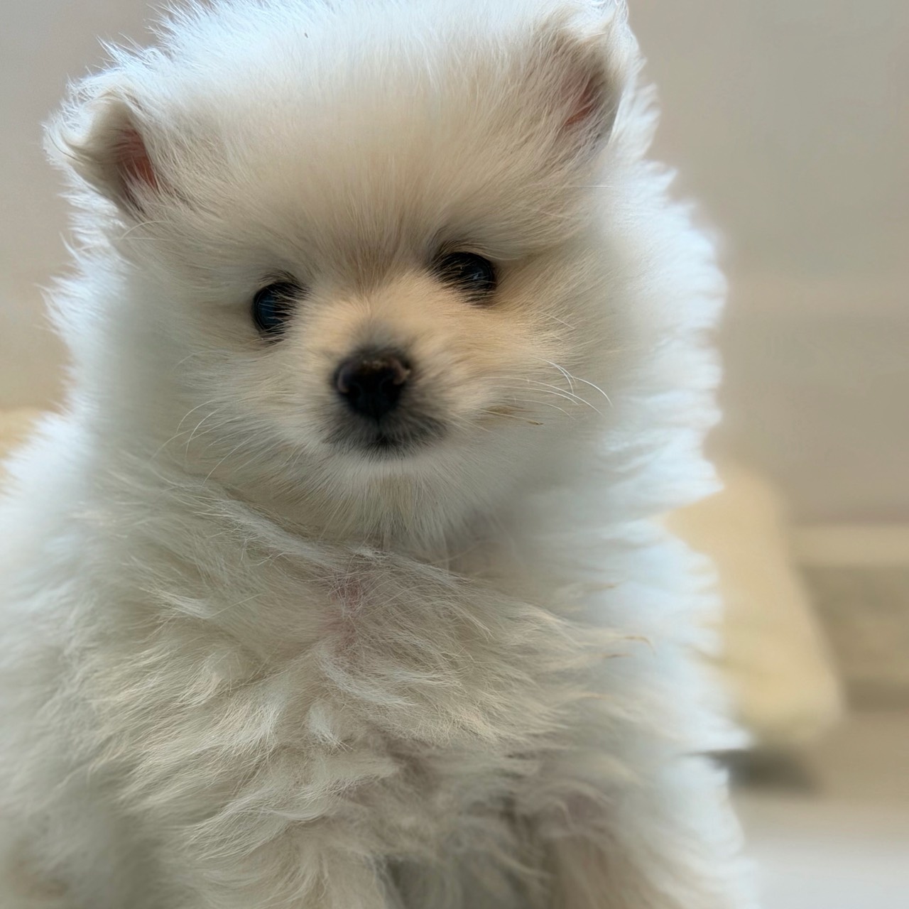 愛知県のポメラニアン (犬の家＆猫の里春日井本店/2026年4月12日生まれ/男の子/ホワイト)の子犬の4枚目の画像