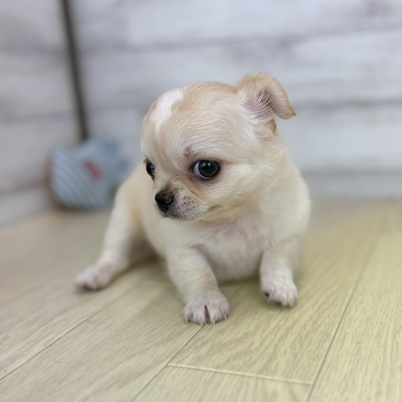 愛知県のチワワ(ロング) (犬の家＆猫の里春日井本店/2026年4月28日生まれ/女の子/クリームホワイト)の子犬の4枚目の画像