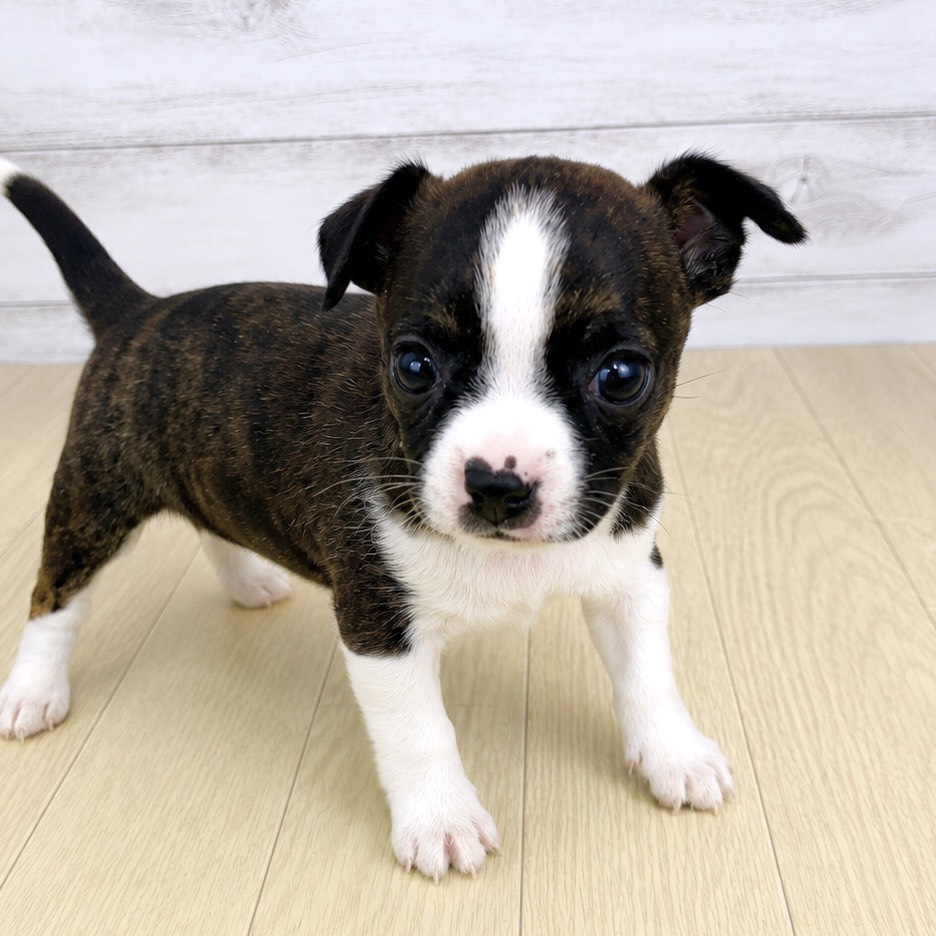 愛知県のハーフ犬・ミックス犬 (犬の家＆猫の里春日井本店/2026年4月28日生まれ/女の子/ブリンドルホワイト)の子犬の4枚目の画像