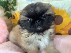 生体画像４