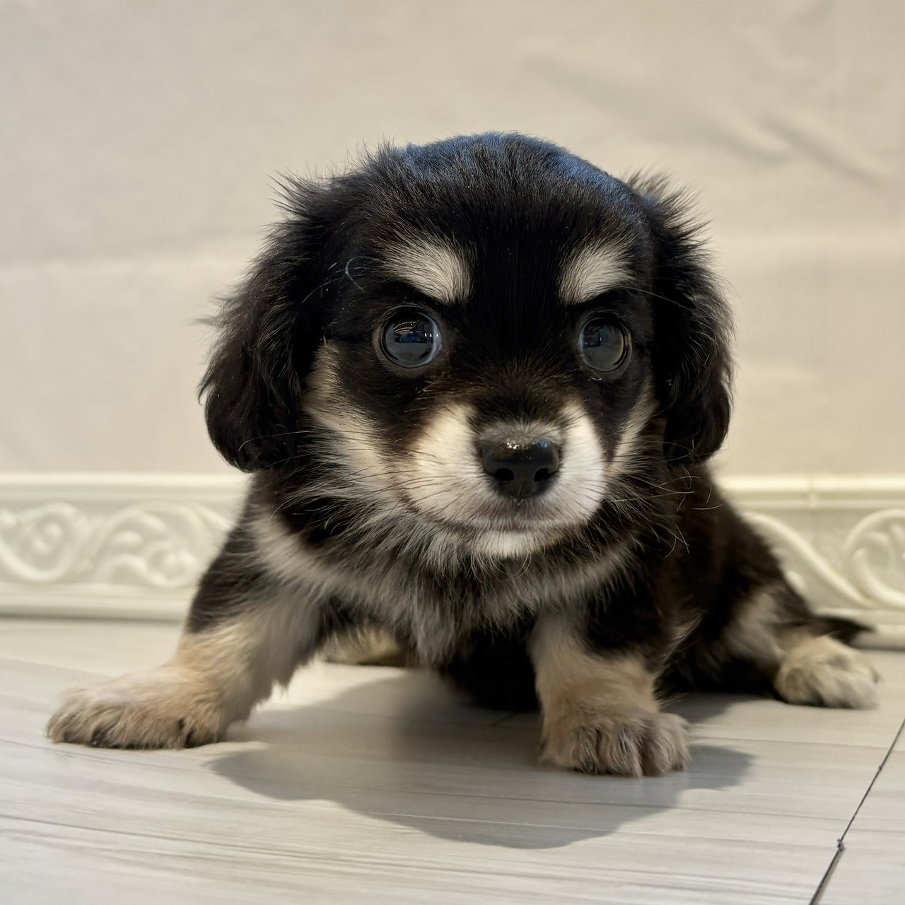 愛知県のチワックス(チワワ×ダックス) (犬の家＆猫の里春日井本店/2025年12月8日生まれ/男の子/ブラックタンホワイト)の子犬の4枚目の画像