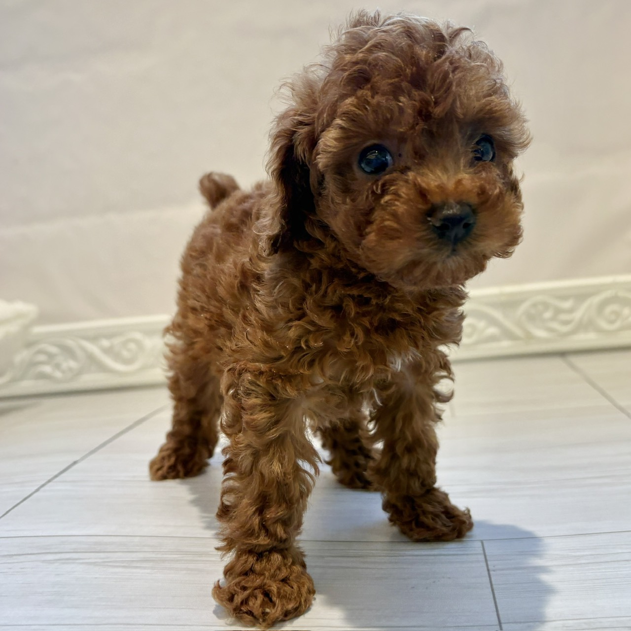 愛知県のトイプードル(トイ) (犬の家＆猫の里春日井本店/2025年12月8日生まれ/女の子/レッド)の子犬の4枚目の画像