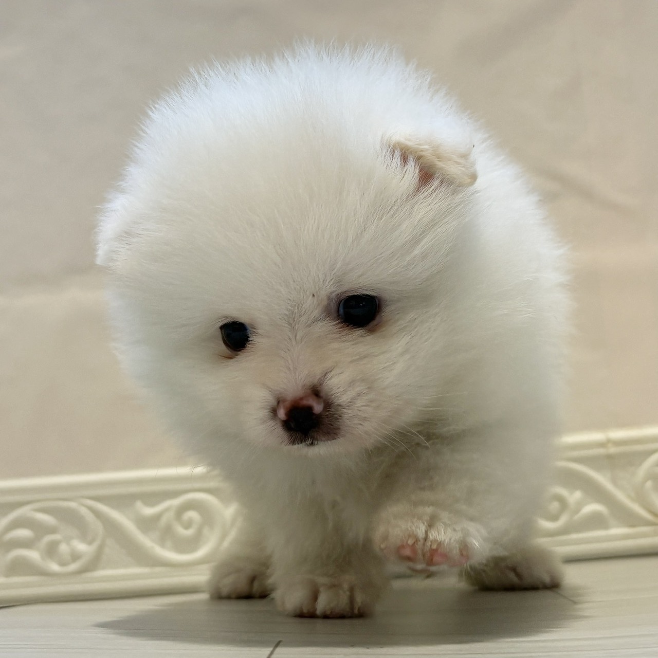 愛知県のポメラニアン (犬の家＆猫の里春日井本店/2025年12月9日生まれ/男の子/クリーム)の子犬の4枚目の画像