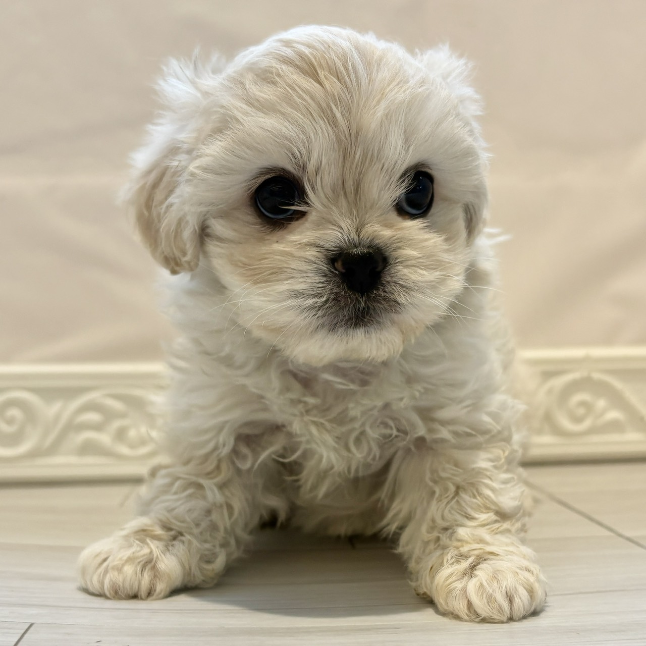 愛知県のハーフ犬・ミックス犬 (犬の家＆猫の里春日井本店/2025年12月8日生まれ/女の子/ホワイト)の子犬の4枚目の画像