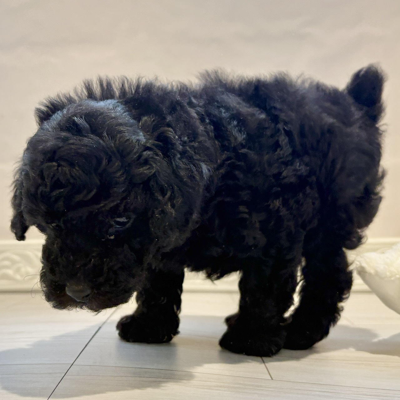 三重県のトイプードル(トイ) (犬の家＆猫の里三重桑名店/2025年12月7日生まれ/男の子/ブラック)の子犬の4枚目の画像