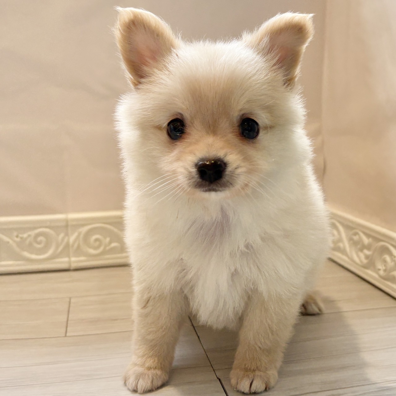 愛知県のポメチワ/チワポメ/ポメチー(ポメラニアン×チワワ) (犬の家＆猫の里春日井本店/2025年12月27日生まれ/女の子/クリーム)の子犬の4枚目の画像
