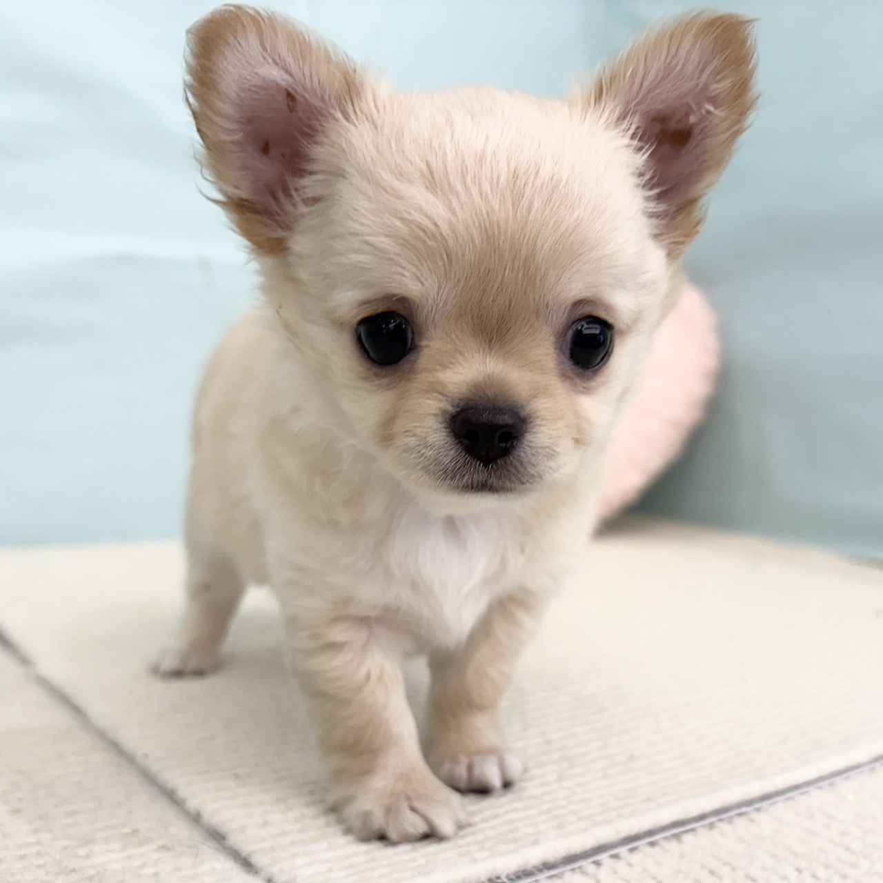愛知県のチワワ(ロング) (犬の家＆猫の里春日井本店/2025年5月15日生まれ/男の子/クリーム)の子犬の4枚目の画像