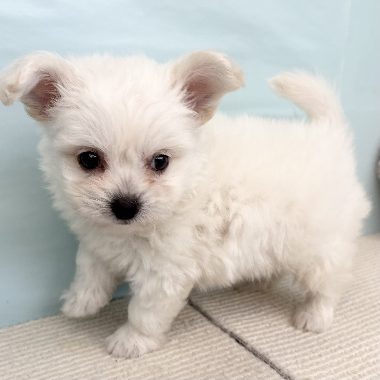 愛知県のハーフ犬・ミックス犬 (犬の家＆猫の里春日井本店/2025年5月27日生まれ/男の子/ホワイト)の子犬の4枚目の画像