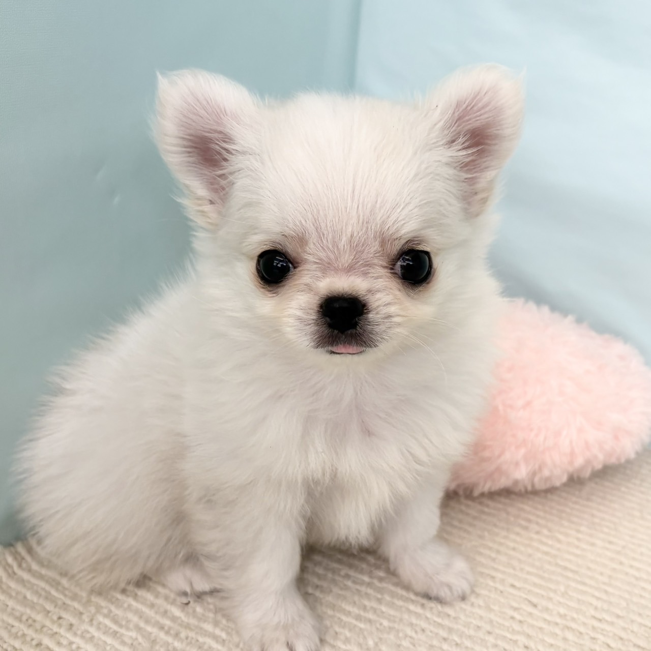 愛知県のチワワ(ロング) (犬の家＆猫の里春日井本店/2025年5月10日生まれ/男の子/ホワイトクリーム)の子犬の1枚目の画像