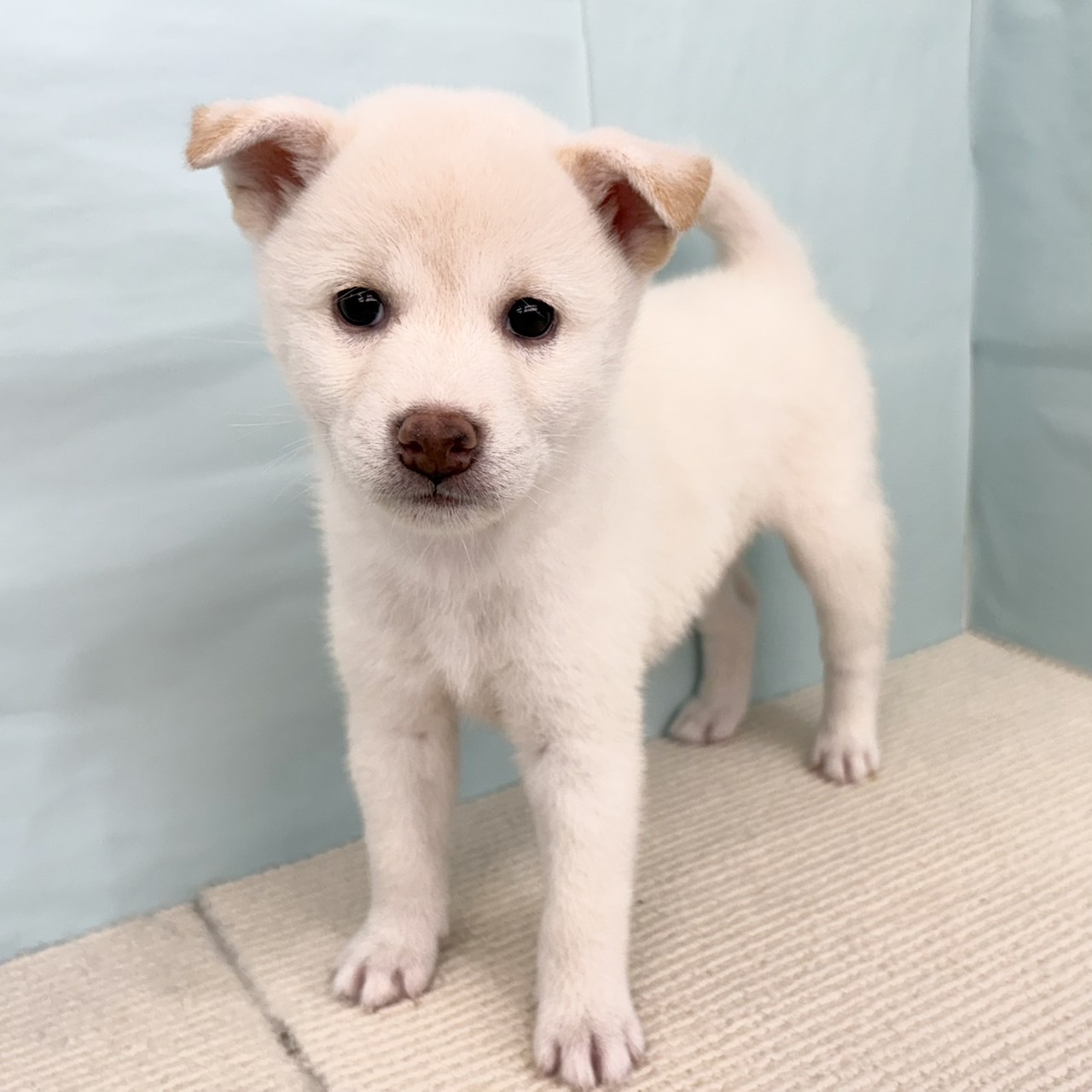 愛知県の柴犬(標準サイズ) (犬の家＆猫の里春日井本店/2025年7月1日生まれ/女の子/白)の子犬の4枚目の画像